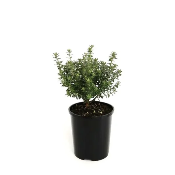 Ausica robusta - Image 4