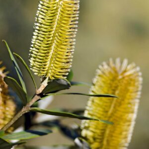 Banksia spp. (Banksia)