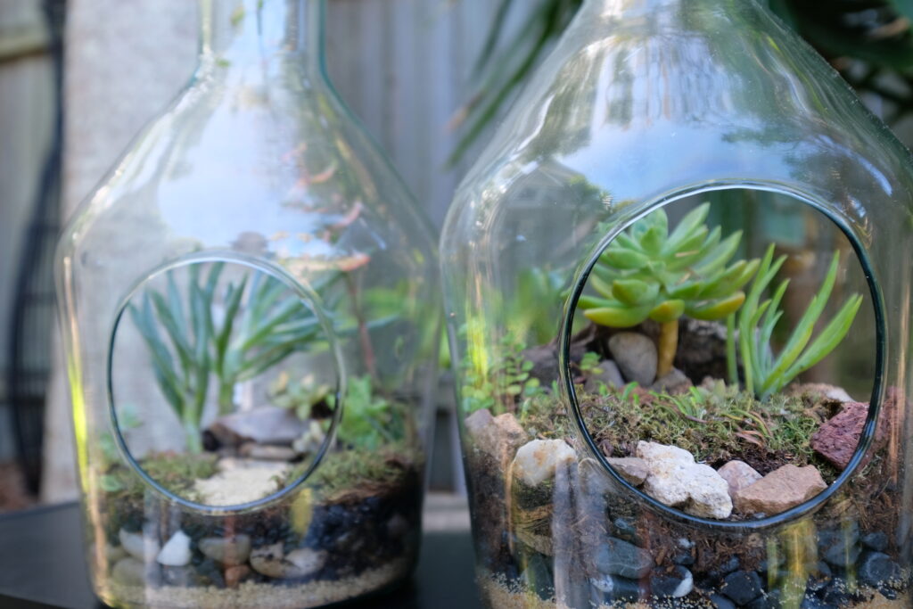 terrariums australia terrariums australia