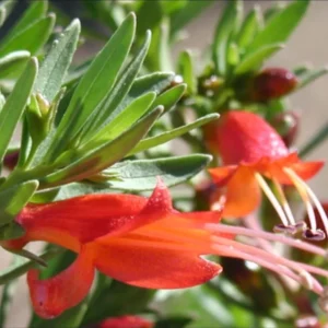 Eremophila maculata (Spotty)
