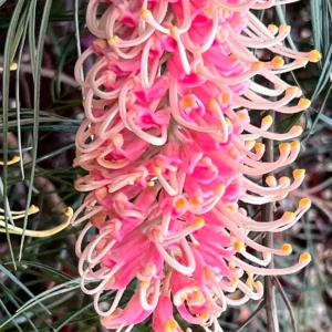 Grevillea 'Pink Surprise'