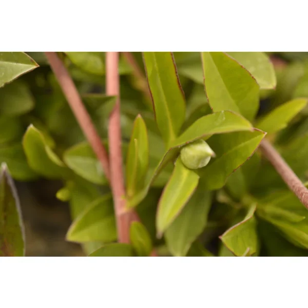 Hibbertia scandens (running postman) - Image 2