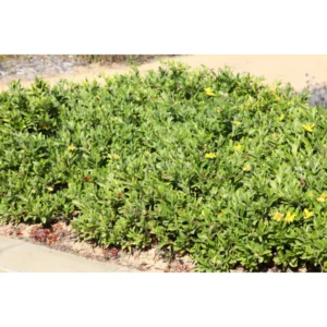 Hibbertia scandens (running postman)