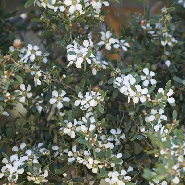 Melaleuca alternifolia (Tea Tree) - Image 2