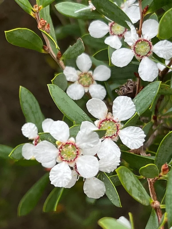 Melaleuca alternifolia (Tea Tree)