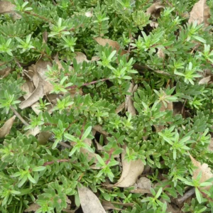 Myoporum insulare