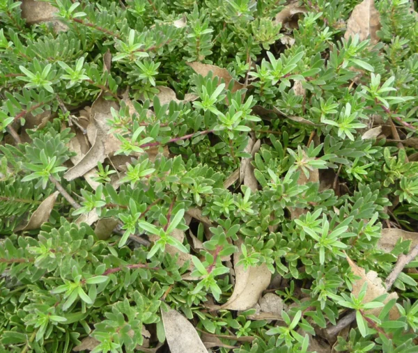 Myoporum insulare