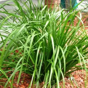 Lomandra longifolia